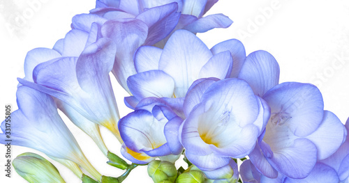 Fototapeta Naklejka Na Ścianę i Meble -  Blue freesia flowers
