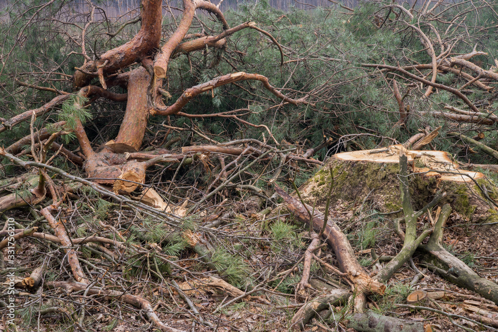 deforestration - cut pine branches deforestration - cut pine branches