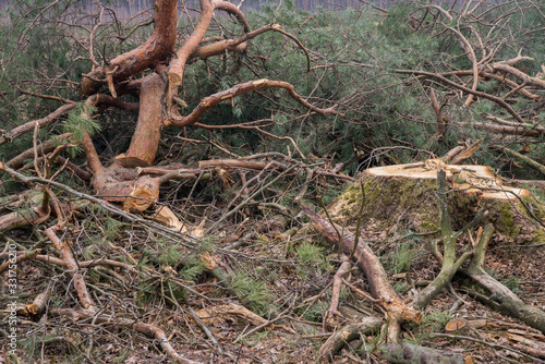 deforestration - cut pine branches