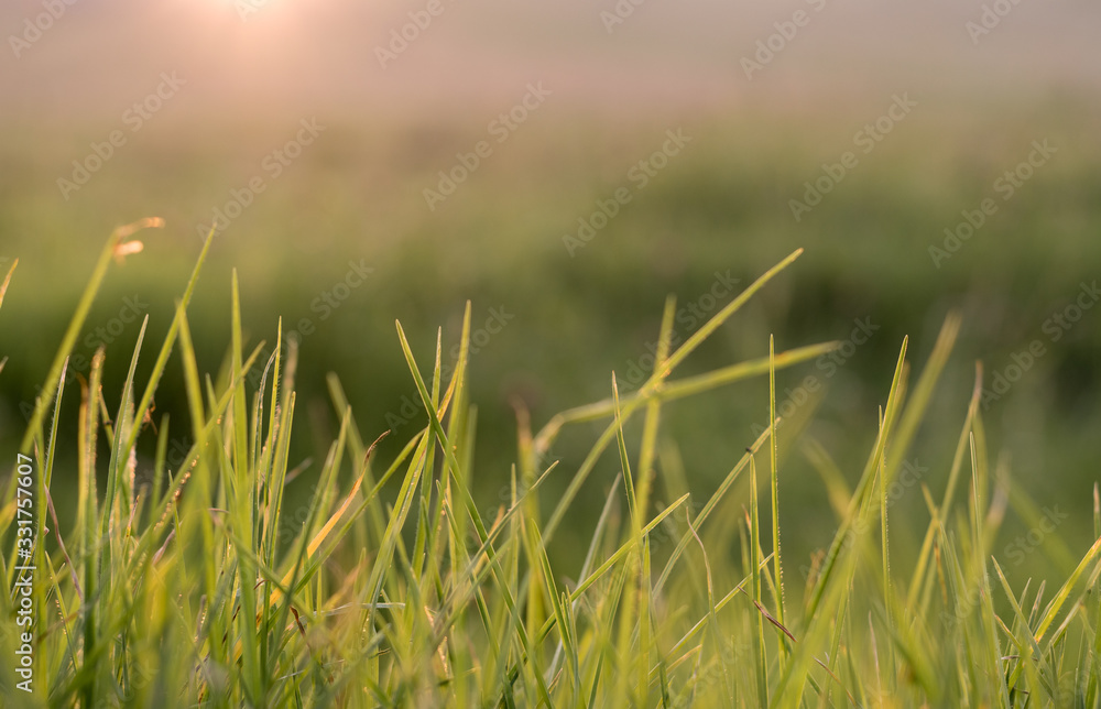 grass cesped pasto