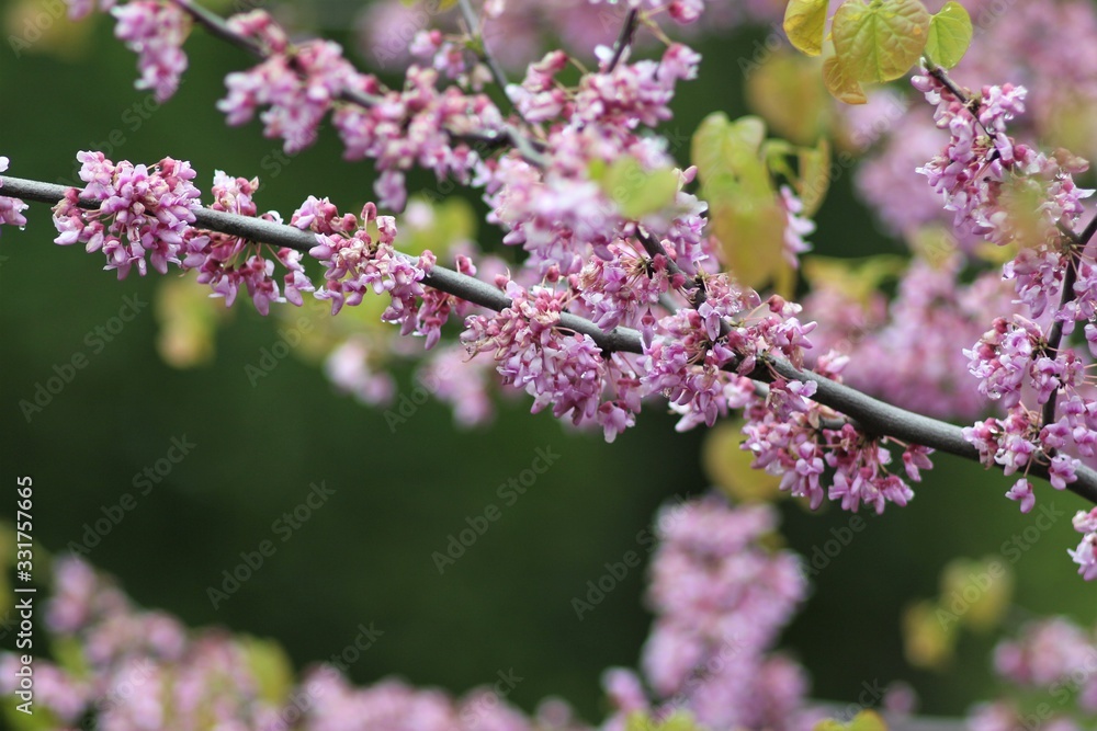 Nature of Ukraine in the spring Nature of Ukraine in the spring