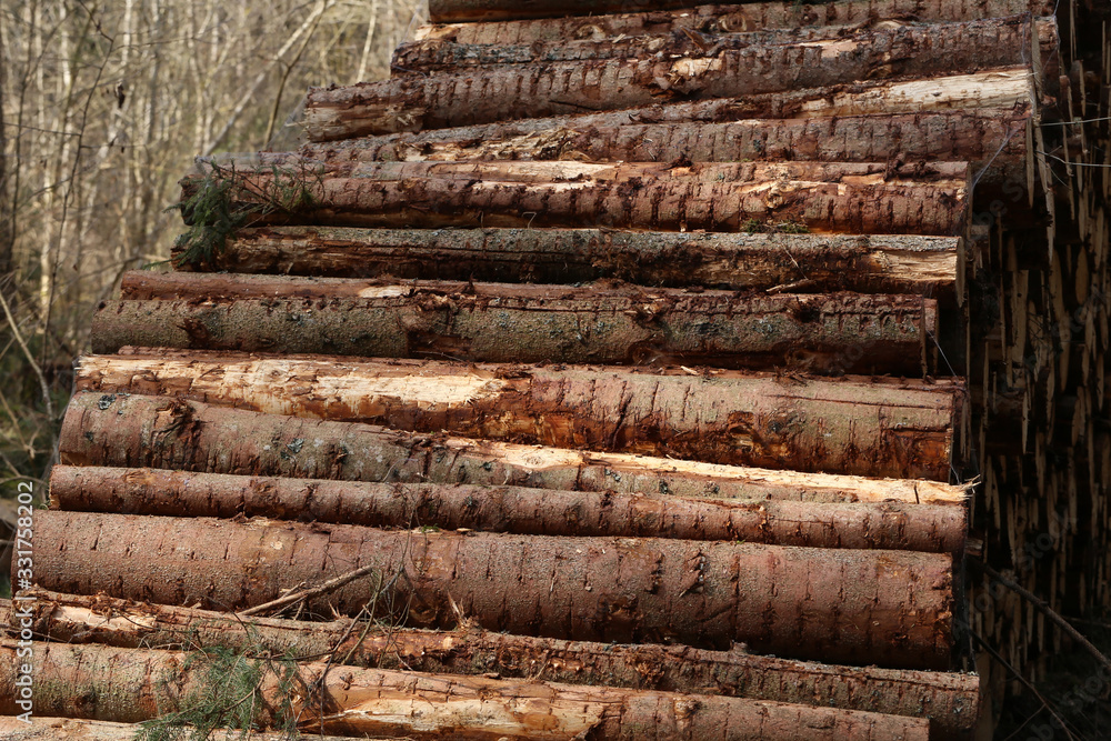 Sawn logs lie on the edge of the forest Sawn logs lie on the edge of the forest