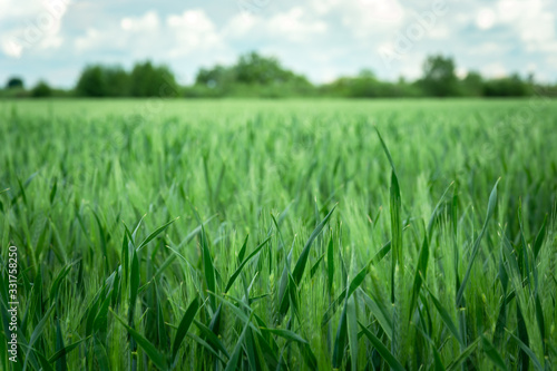 Green barley field, zooming in and focusing on the foreground