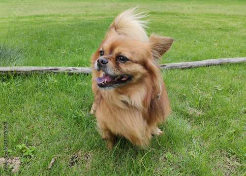 Fotografija happy tibetan spaniel on green grass grown