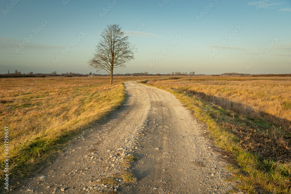Gravel road through dry meadows, lonely tree without leaves, evening beauty view