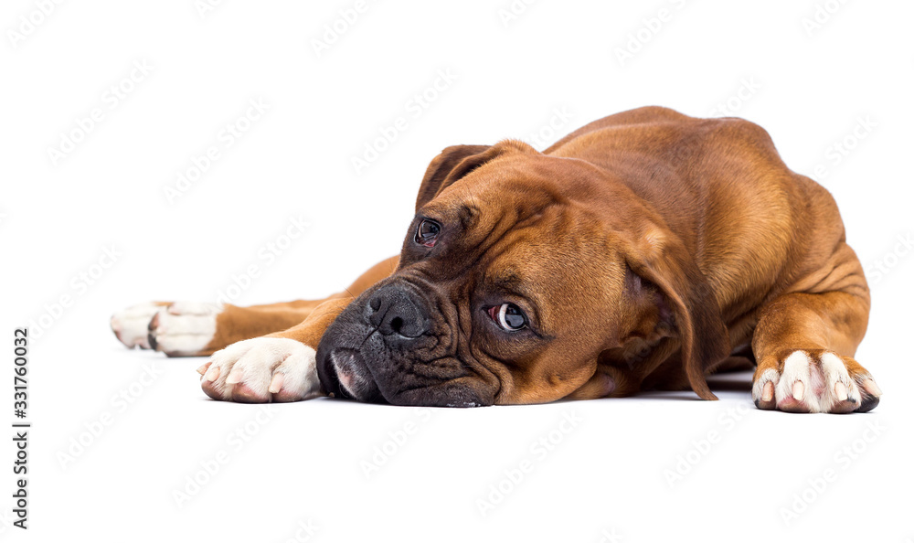 sad red dog lies and looks