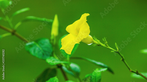 黄色いデプラデニアの花