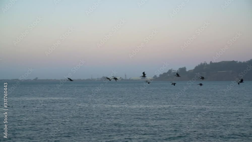 Pelicans over the Pacific Ocean flying by Bay Bridge in the background, San Francisco Bay, California, USA Pelicans over the Pacific Ocean flying by Bay Bridge in the background, San Francisco Bay, California, USA
