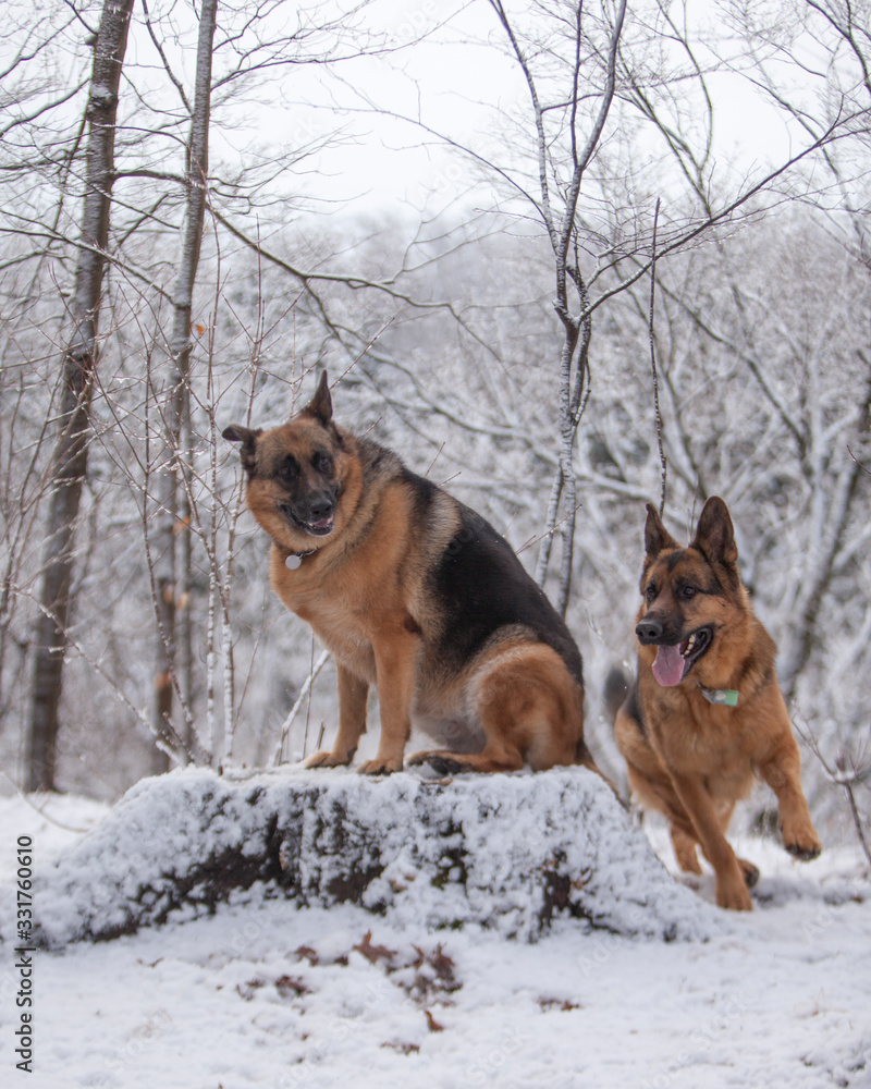 Two German Shepherd dogs playing in a snow covered forest.