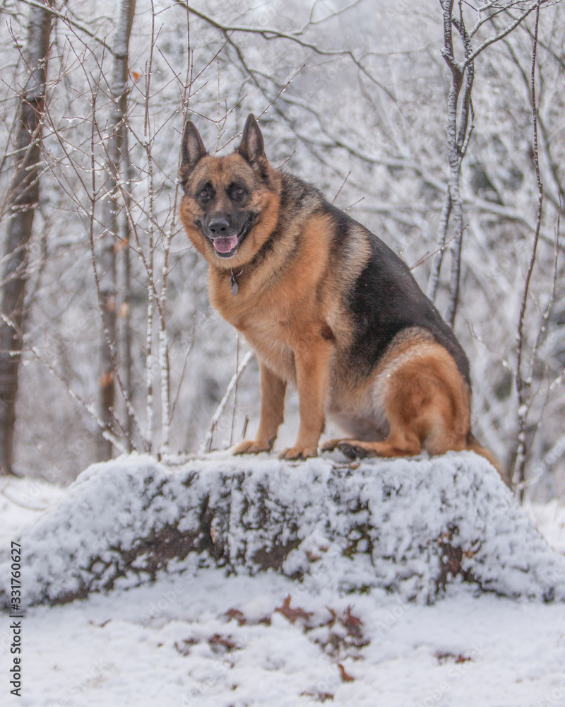 Female German Shepherd dog sitting on a snow covered stump in a forest. Female German Shepherd dog sitting on a snow covered stump in a forest.