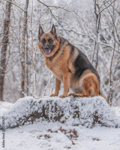 Female German Shepherd dog sitting on a snow covered stump in a forest. © Spring