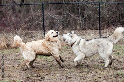 Two large breed dogs play fighting in a fenced in park; a golden and a husky.
