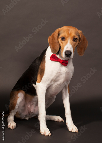 Studio portrait of a beagle dog wearing a red bowtie.