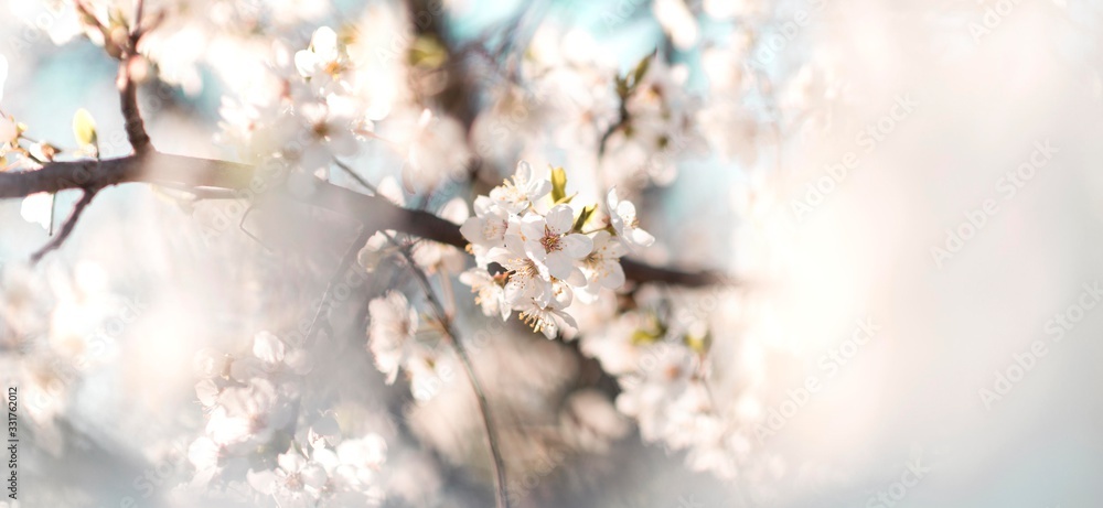 spring tree blossom flowers isolated