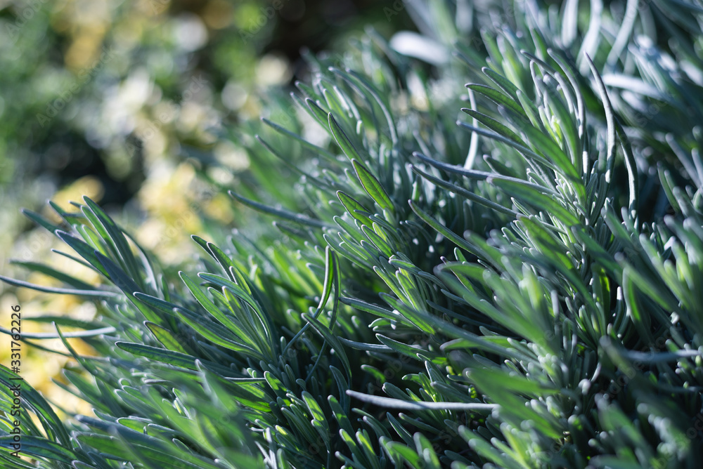 Obraz premium Green plant nature background.