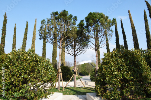 Beautiful landscape  landscape design. Three tall trees in the middle  column-shaped trees around the perimeter  and green bushes grow below  landscaping is beautifully selected.