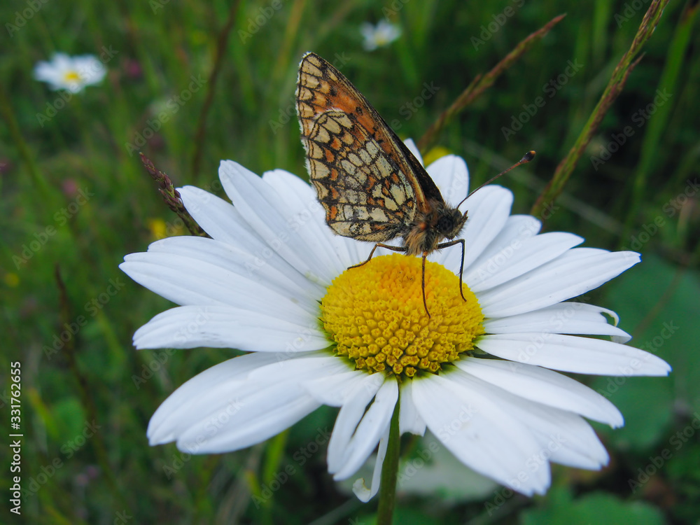 Fototapeta premium close up of butterfly sitting on white flower with blured nature background