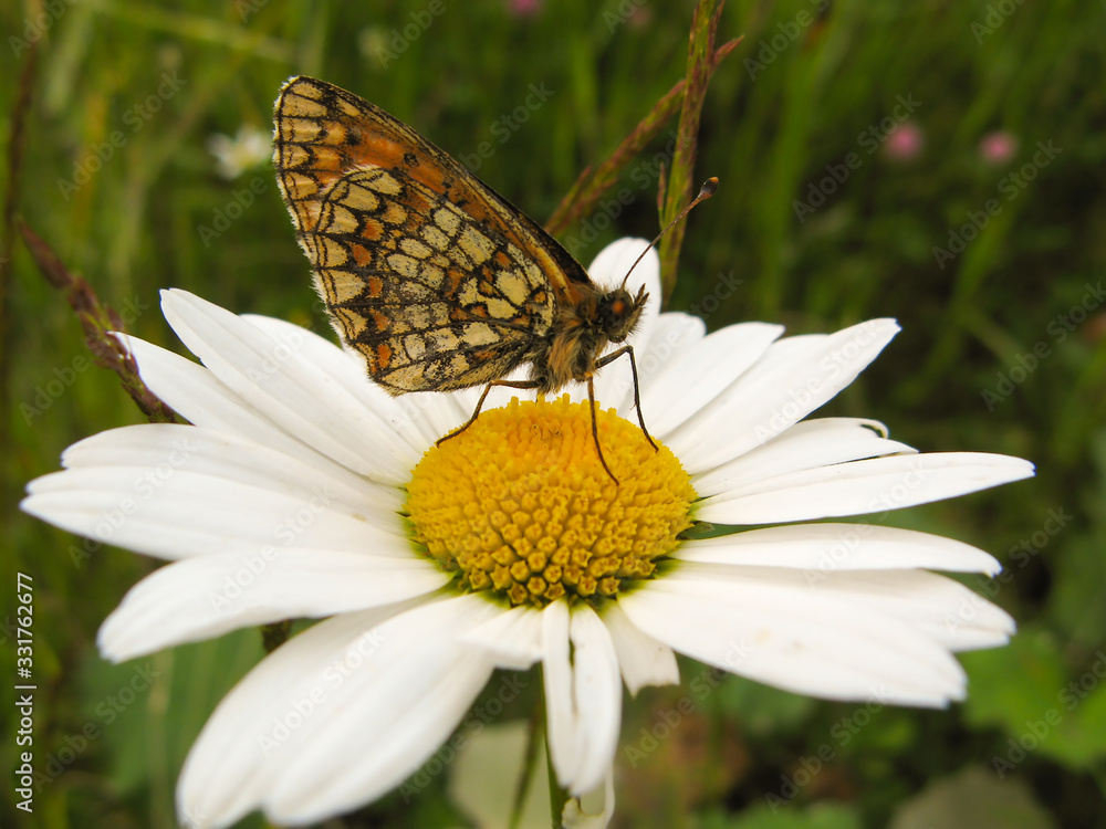 close up of butterfly sitting on white flower close up of butterfly sitting on white flower