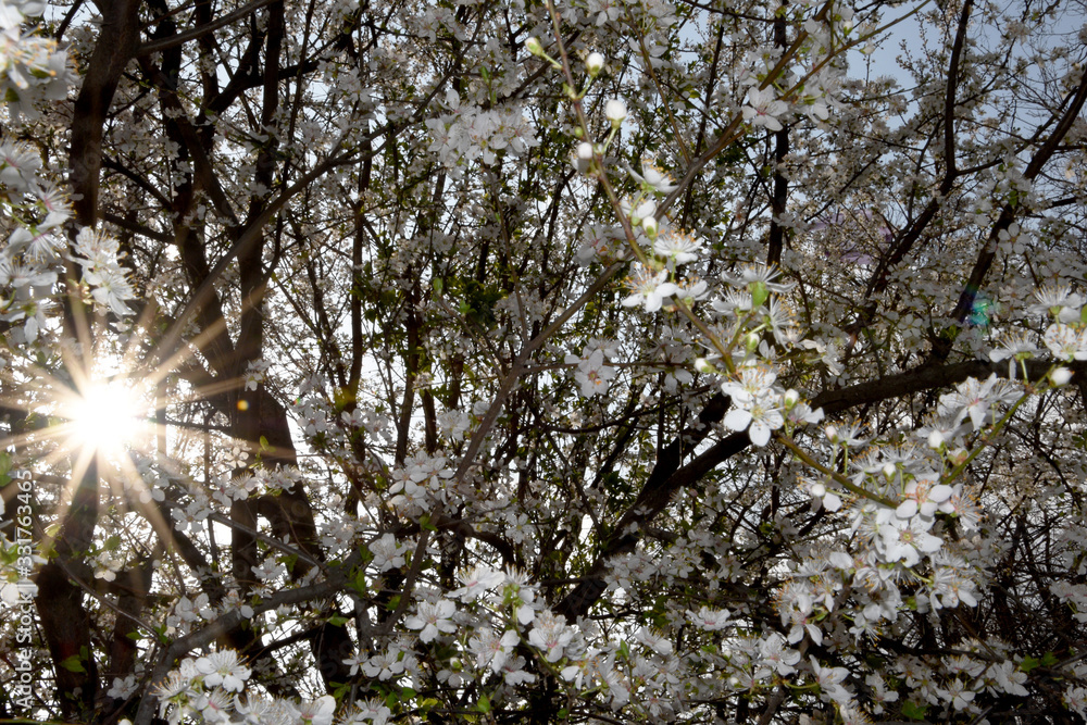 Spring, trees bloom lushly with white flowers. Beautiful white flowers on the branches, the sun peeks through the branches, its rays are visible among the white flowers. Spring, trees bloom lushly with white flowers. Beautiful white flowers on the branches, the sun peeks through the branches, its rays are visible among the white flowers.