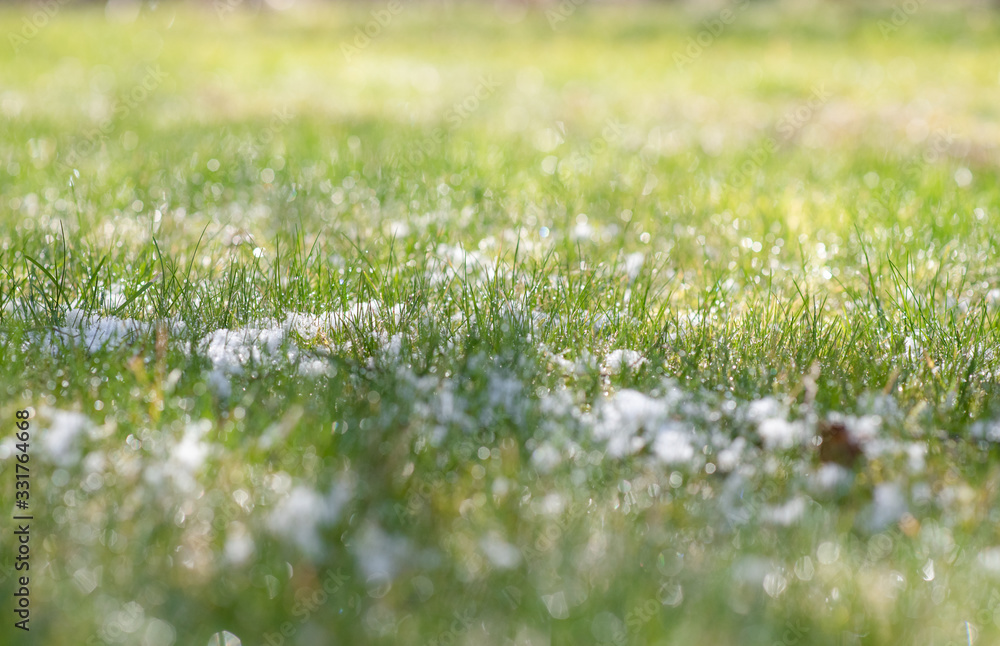 Early spring grass after snowfall, green grass covered with snow in march