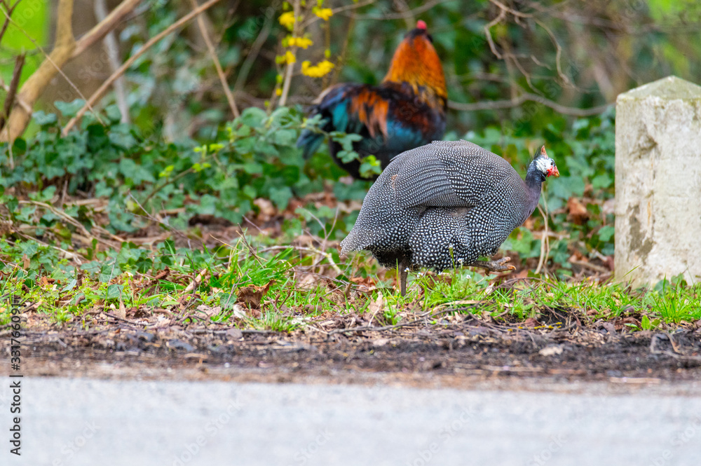 Obraz premium A guinea fowl runs along a road in northern Germany