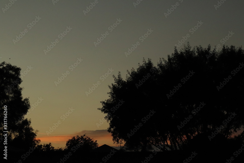 silhouette of tree at an african sunset