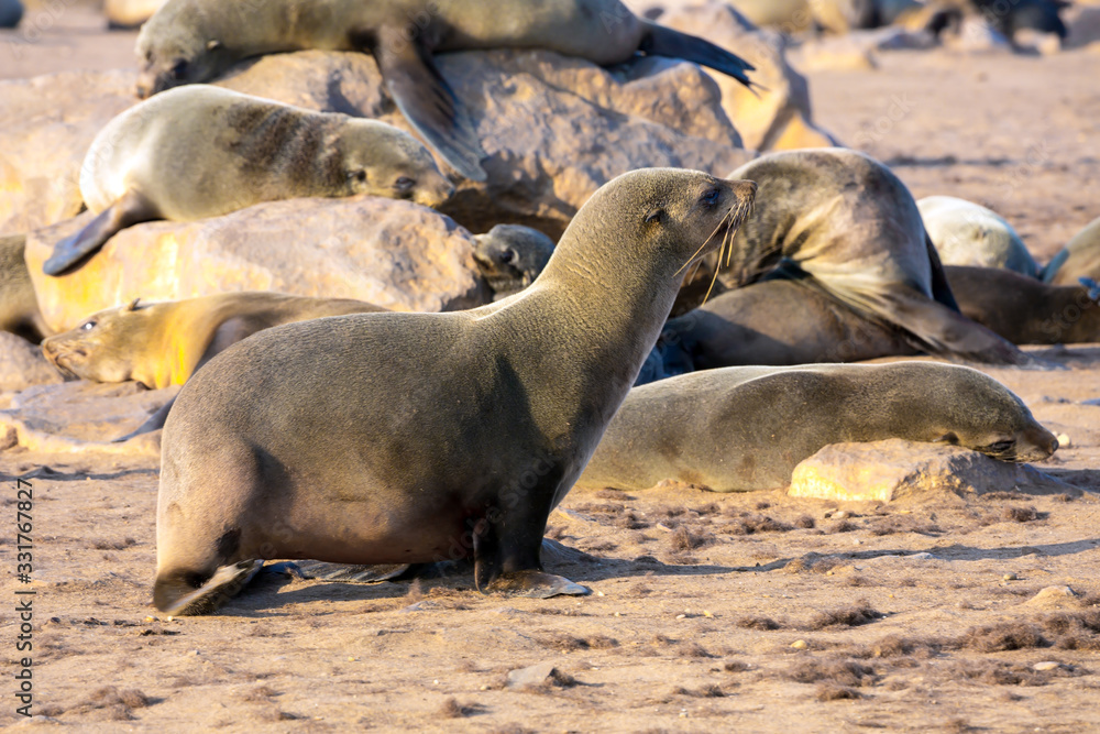 Fototapeta premium Colony of fur seals