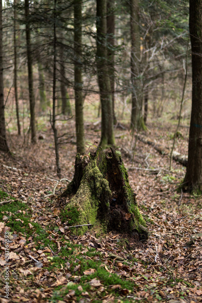 rotten tree trunk covered with moss rotten tree trunk covered with moss