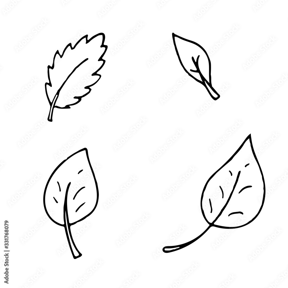hand-drawn vector illustration, element without background, leaves from a tree