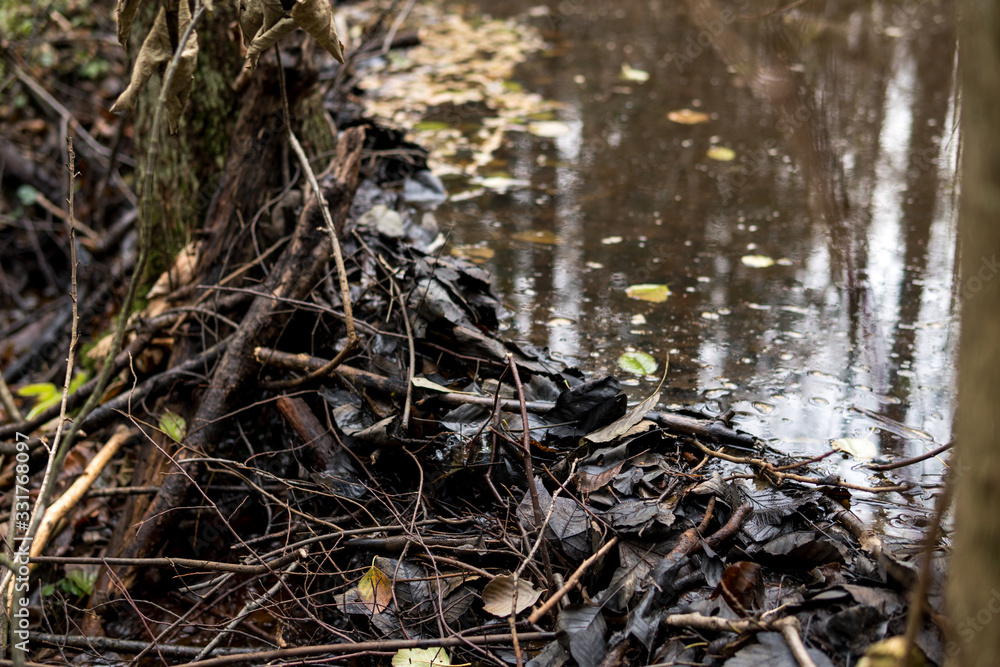 beaver dam on a small river beaver dam on a small river