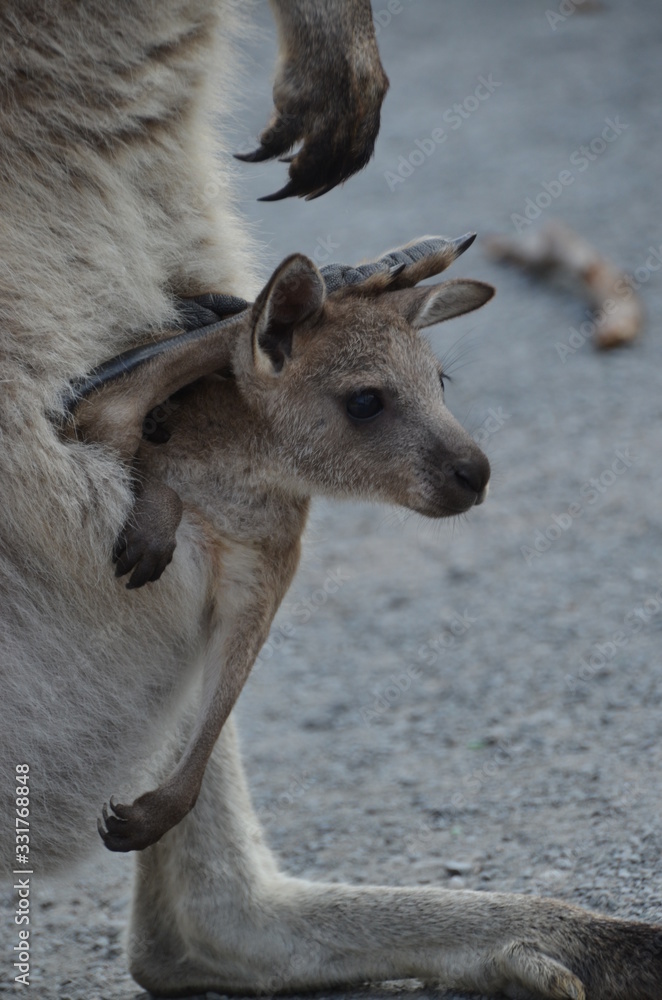 Fototapeta premium Kängeru
