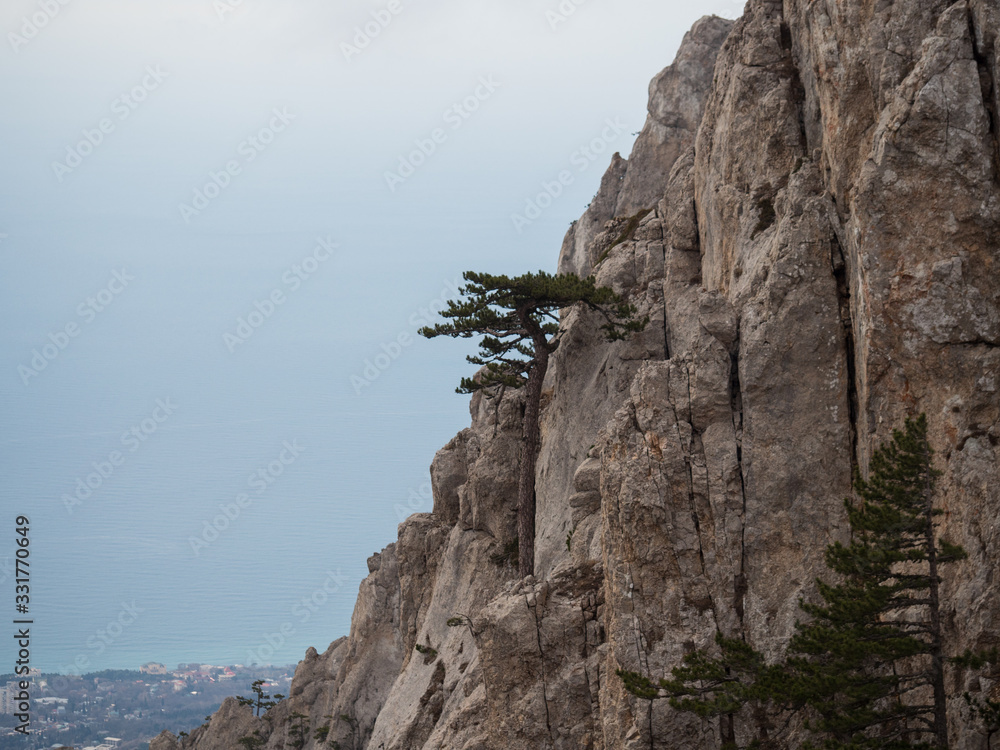 Lone pine tree on the edge of a rocky cliff. Lone pine tree on the edge of a rocky cliff.