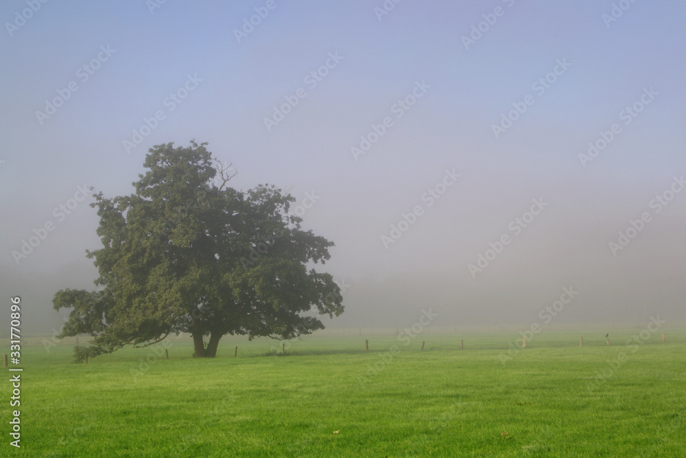 Fototapeta premium Baum auf dem Feld