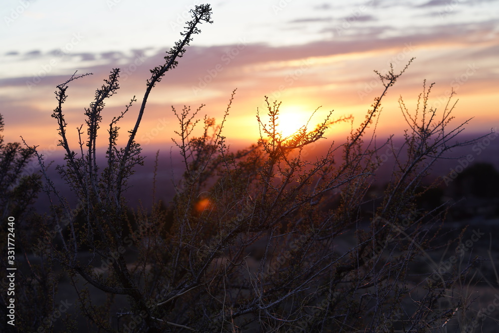 Macro Image of Plants at Sunset Macro Image of Plants at Sunset