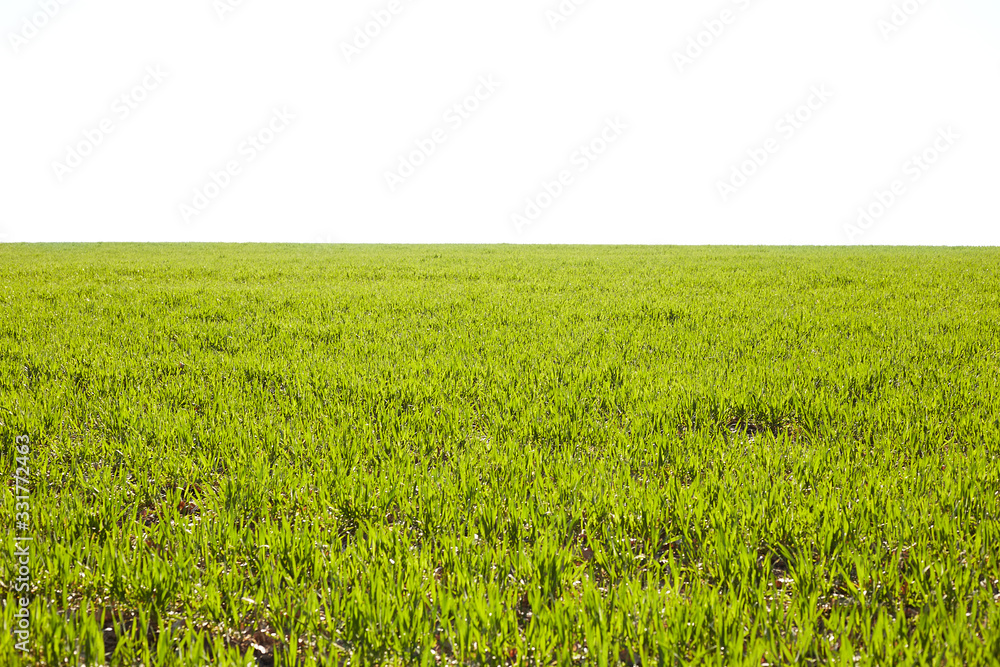 Fototapeta premium Young wheat seedlings growing on a field in autumn. Young green wheat growing in soil. Agricultural proces. Close up on sprouting rye agriculture on a field sunny day with blue sky. Sprouts of rye.