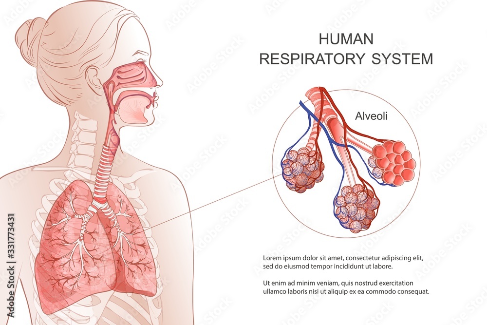 Human Respiratory System, lungs, alveoli. Vector Anatomy illustration. - obrazy, fototapety, plakaty 