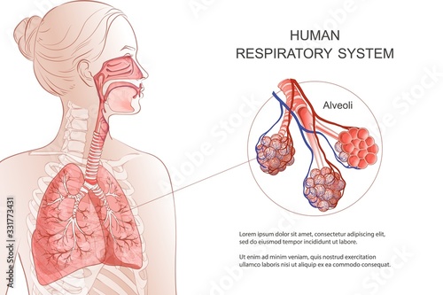 Human Respiratory System, lungs, alveoli. Vector Anatomy illustration. photo