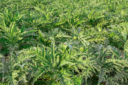 Artichokes in a field in Alboraya, Spain