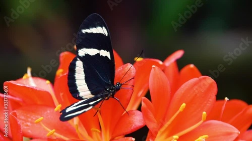macro closeup of a hewitson's longwing butterfly collecting nectar from a flower, tropical insect specie from Costa Rica, America