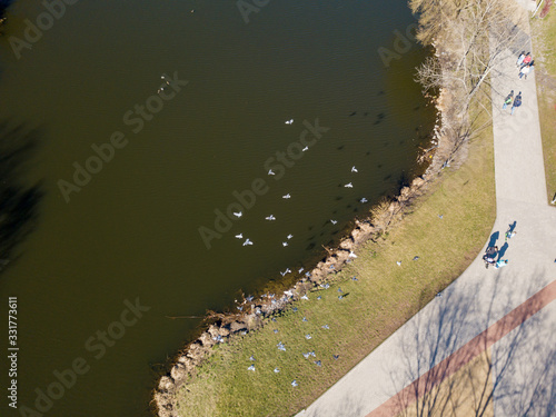A flock of pigeons flies over the lake in the park. Aerial drone view.
