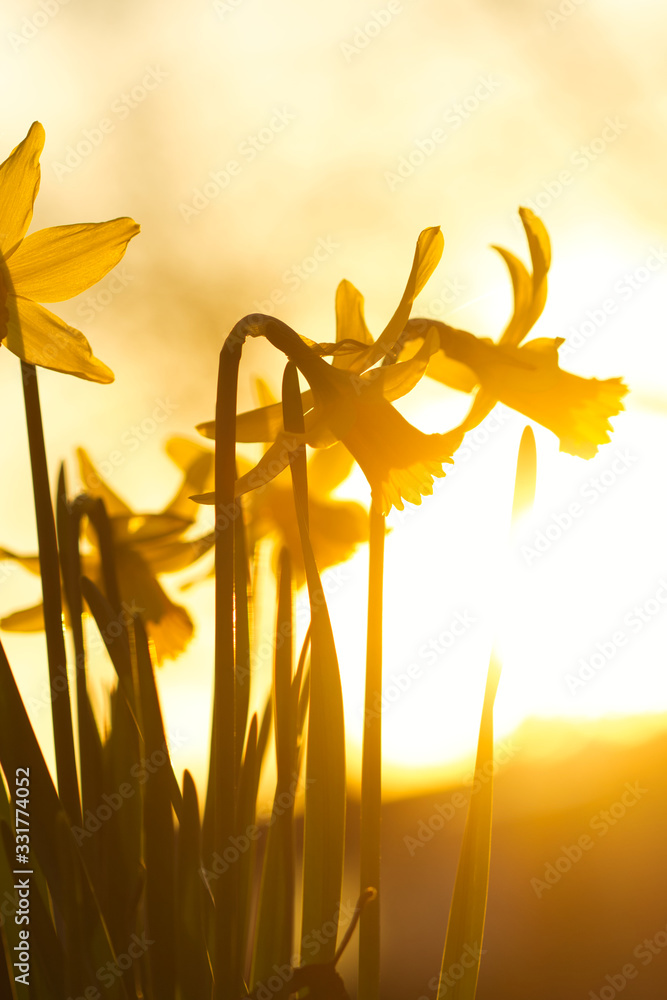 Eine Gruppe gelber Narzissen oder Osterglocken im Frühling am Abend bei Sonnenuntergang im goldenen Gegenlicht, narcissus