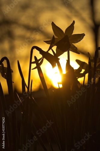 Eine Gruppe gelber Narzissen oder Osterglocken im Frühling am Abend bei Sonnenuntergang im goldenen Gegenlicht, narcissus