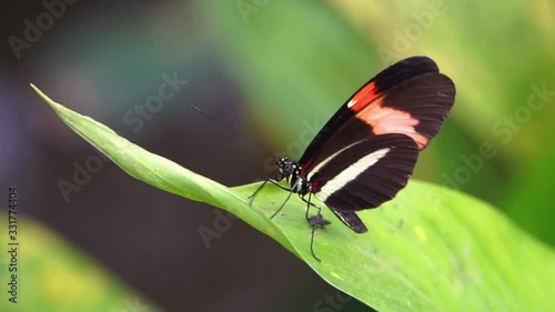 macro closeup portrait of a small red postman butterfly, tropical insect specie from Costa Rica, America