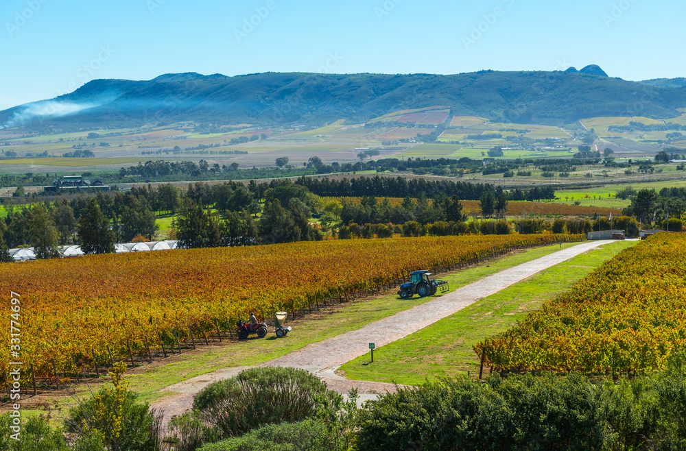Vineyard and tractor trailers at work in the region of Stellenbosch and Cape Town, famous for its wine production, South Africa.