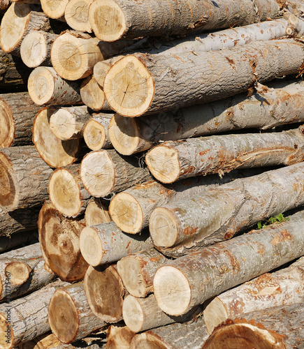 cut poplar trees, timber trade, timber obtained from the poplar trees,