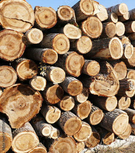 cut poplar trees  timber trade  timber obtained from the poplar trees 