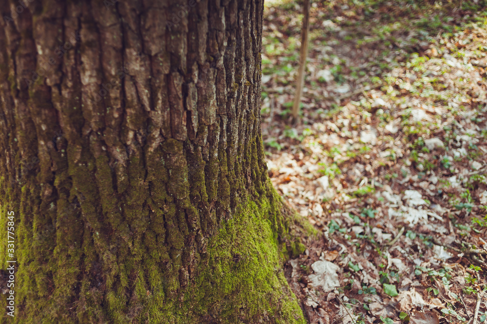 Dry deciduous forest in early spring Dry deciduous forest in early spring
