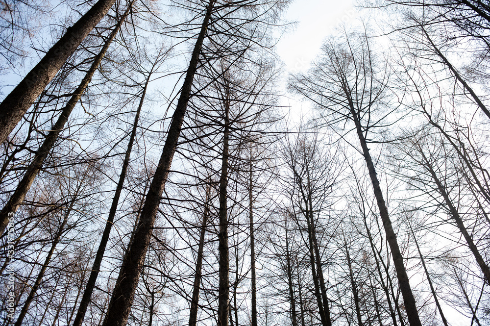 Blue sky through the branches of bare trees Blue sky through the branches of bare trees