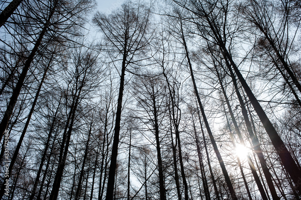 Blue sky through the branches of bare trees Blue sky through the branches of bare trees