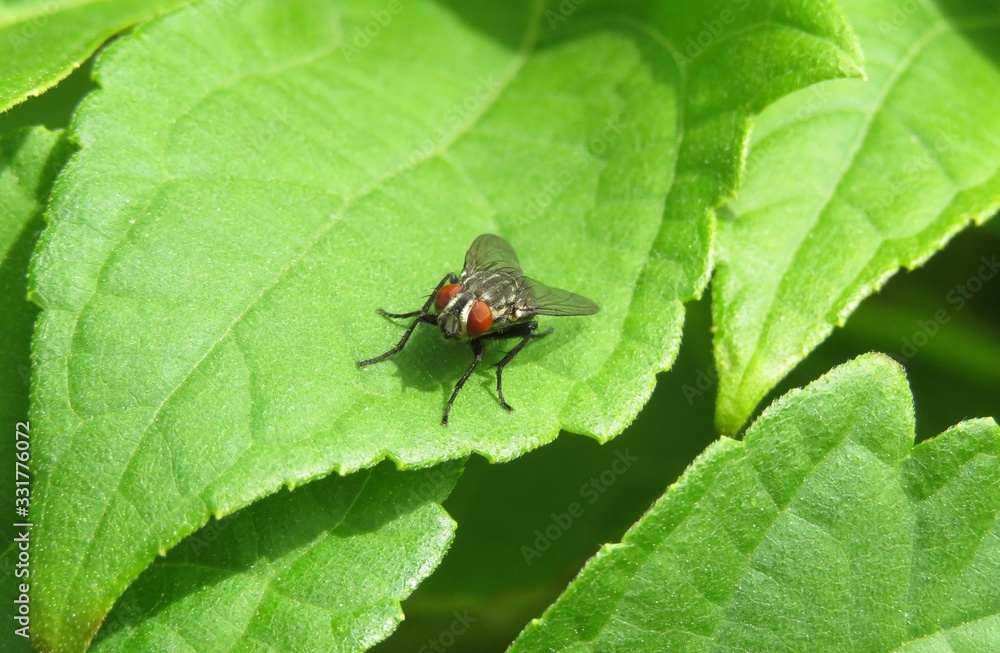 Diptera fly on green leaf in the garden, closeup Diptera fly on green leaf in the garden, closeup